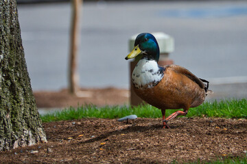 2020-05-28 A MALLARD DUCK WALKING THROUGH A PLANTING STRIP IN DOWNTOWN KIRKLAND WASHINGTON