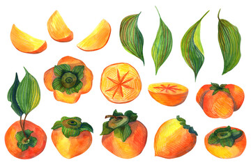 Hand drawn watercolor orange persimmon set with green leaves and slices, isolated on white background. Delicious fruit clip-art illustration collection. Halthy food ingredient, organic.