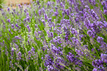Closeup field of purple lavender flowers in Albuquerque, New Mexico background