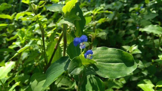 Close up Commelina diffusa (climbing dayflower or spreading dayflower) with a natural background. It is a pantropical herbaceous plant in the dayflower family. Grass with a small blue flower.