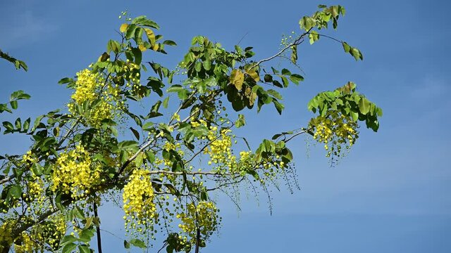 Beautiful Golden Shower Tree in summer.