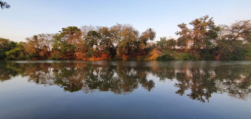 reflection of trees in water
