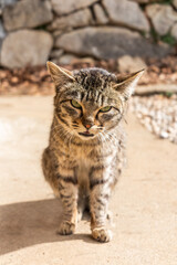 Naklejka na ściany i meble ワイルドな表情のねこ　Wild look of Japanese domestic cat