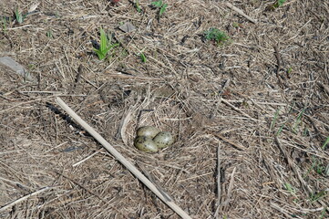 nest with eggs of a Seagull in the dry grass