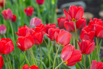 Bright early spring first tulips of red-orange color with large buds in the garden