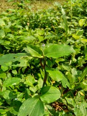 Close up Commelina diffusa (climbing dayflower or spreading dayflower) with a natural background. It is a pantropical herbaceous plant in the dayflower family. Grass with a small blue flower.