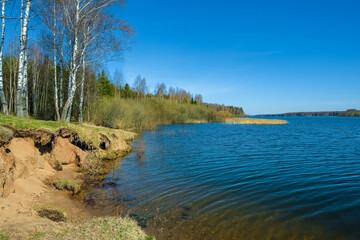 A steep sandy shore with white birches on the Uvodsky reservoir.