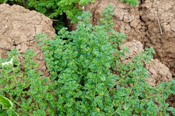 Brown soil surface is cracked and green trees that come from arid. Global warming concept. Cracked earth texture.