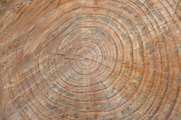 Naklejka premium The texture of the cut trunk of an old tree with rings