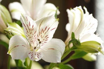 白のアルストロメリアの花