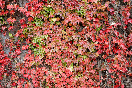 red ivy leaves against wall