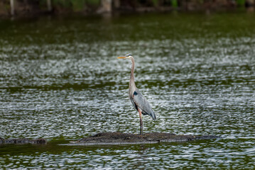 Great Blue Heron standing proudly on a small island in a pond near the Chesapeake Bay