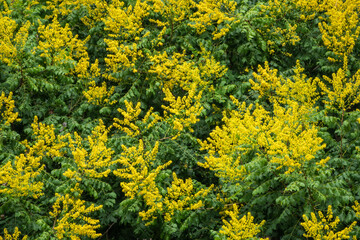 Mimosa flowers branches. Acacia derwentii with yellow flowers.