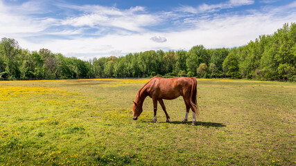 Beautiful Red Thoroughbred Horse Quietly Grazing in a grassy field with wild flowers surrounded by trees in the Springtime