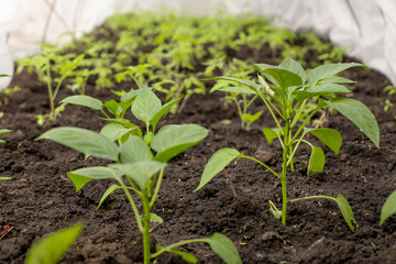 A young green seedlings of pepper