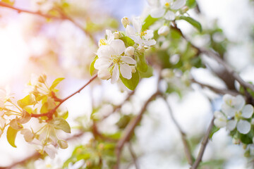 .Blooming apple tree in spring time.