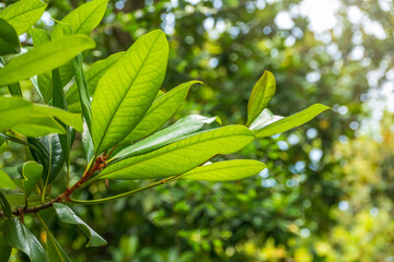 Fototapeta na wymiar Magnolia soulangeana, the saucer magnolia, branch with fresh green leaves