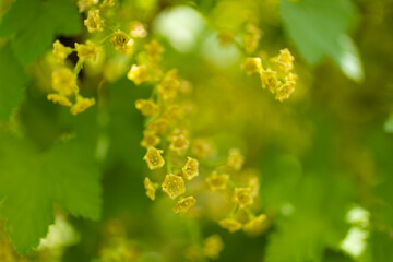 flowers gooseberry blooming on a branch of bush in garden closeup, nature background
