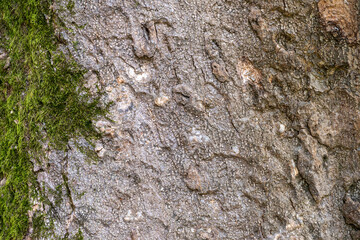 Wooden texture of a magnolia tree. Magnolia soulangeana, the saucer magnolia
