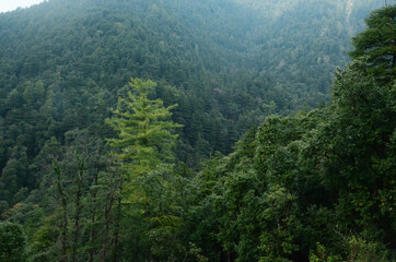 Fototapeta na wymiar Pond in jungle Himachal pradesh India