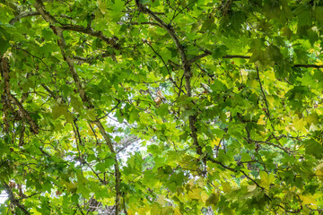 Fototapeta na wymiar View up a beautiful old plane tree with its green leaves