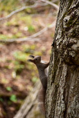木に登る春の子リス
