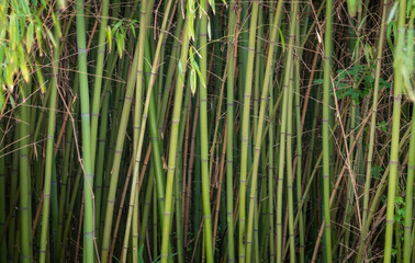 Obraz na płótnie Canvas Wall dense bamboo thickets with long trunks and thick green foliage