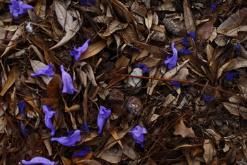 Flores de jacaranda entre hojas cafés