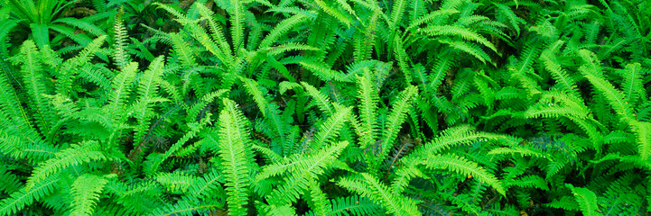Fern plant leaves in forest. Fern plants green foliage. Nature banner background. Floral fern background.