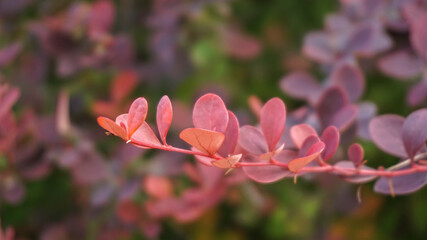 beautiful leaves of the bush Cornus sanguinea, summer day