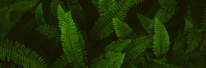 Fern plants. Fern leaf. Green fern leaves in forest. natural texture pattern background. Tropical foliage in jungle. - obrazy, fototapety, plakaty