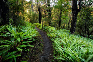 Hiking trail in forest wilderness with green fern plants and leaves. Path in nature with trees and leaf foliage. New Zealand landscape.