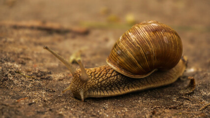 snail slowly brings its home to a new place