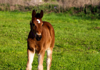 young thoroughbred brown foal walks and plays on  green pasture. Little stallion frolic and eat grass on  spring meadow, on bright sunny day.