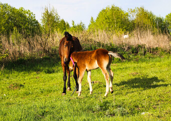 young thoroughbred brown foal walks and plays on  green pasture. Little stallion frolic and eat...