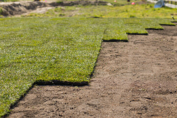 Grass garden, new young grass from the roll