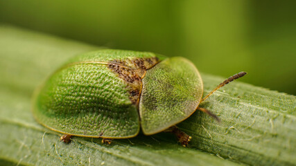 cassida rubiginosa on the grass in a durable shell