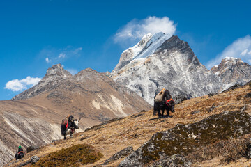 Fototapeta na wymiar Black Yaks walking on hill in Everest base camp trekking route, Himalaya mountains range in Nepal