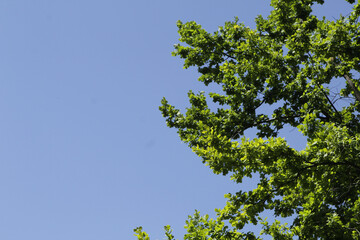 Branches with leaves on a blue sky background.