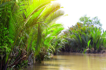 Palm leaves in the delta of Mekong river, Vietnam