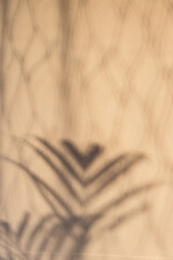 palm tree and curtain shadow on the door shot with natural window light