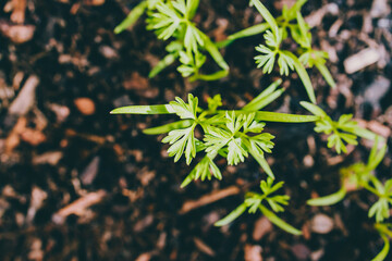 close-up of carrot seedlings outdoor in sunny backyard