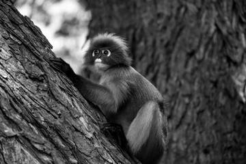 Langurs à lunettes : adorables singes asiatiques