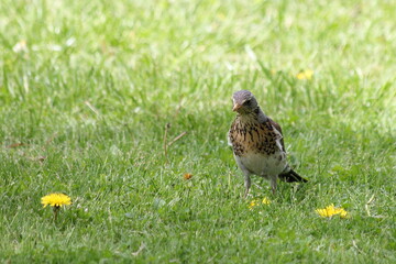 Little Starling bird stands in the green grass field with yeloow dandelion on a spring day