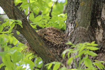 Empty straw nest on the thick tree branches against the background of green foliage on a spring day