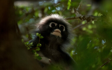Langurs à lunettes : adorables singes asiatiques