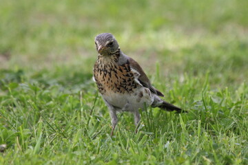 A Starling stands in the green grass lawn on a springtime day, close up front view with yellow beak and black eyes