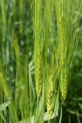 green wheat field