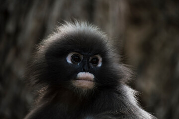 Fototapeta premium Langurs à lunettes : adorables singes asiatiques