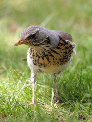 Starling bird close up on green grass background on a spring day